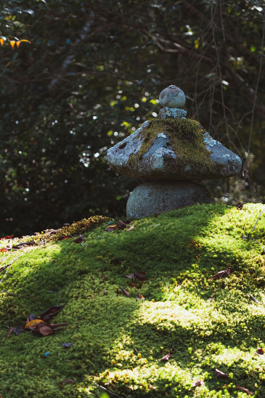 Stone path in Japanese temple surrounded by green moss